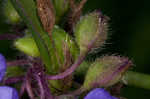 Hairyflower spiderwort